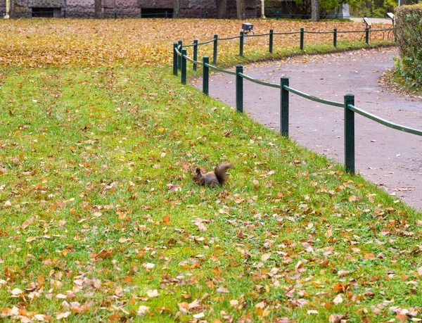 Squirrel Leaves Autumn Park Alley — Stock Photo, Image