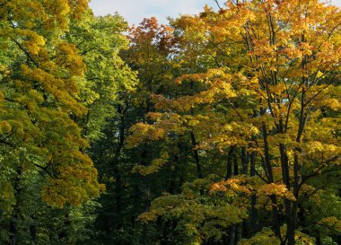 Sonbahar ağaçların arasından yeşillik bir gölet kıyısında
