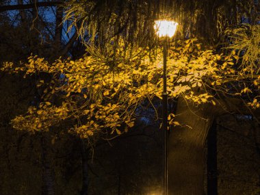 Akşam park. Sıcak arka plan ağaç arka plan üzerinde