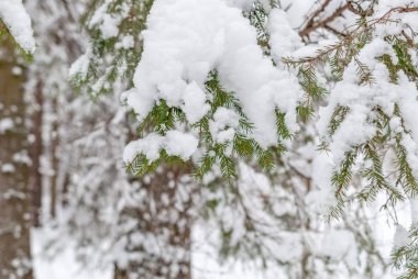 Bir kar yağışı sırasında ormandaki ağaçlar kış