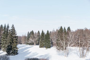 Kar kış parkta. Güneşli bir gün kış ağaçlarda kar.