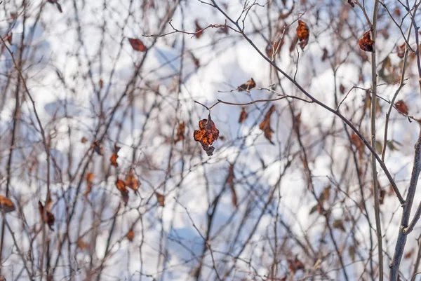 Krzew Starych Liści Polanie Śniegu Szczelnie Góry — Zdjęcie stockowe
