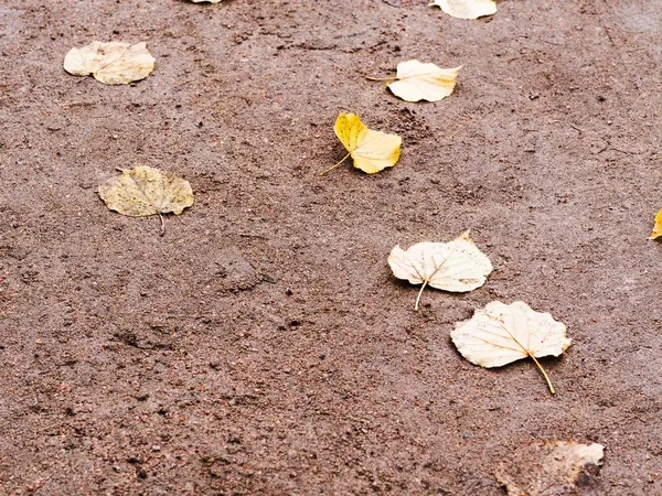 Yellow Leaves Sand Colorful Autumn Fallen Leaves Rock Background — Stock Photo, Image