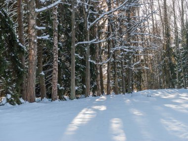 Kış manzara orman. Karla kaplı glade