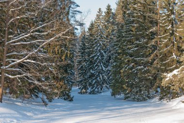 Kar yağışı sonrası çam ormanları ile ormanda kış manzarası