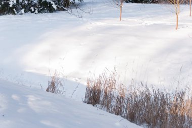 Karlı bir açıklığın arka planında karın altında çalı çırpı