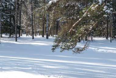 Yeşil çam dalları ile karlı orman glade görünümünü