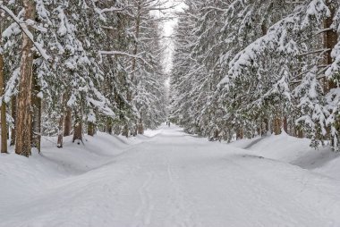 Karla kaplı ağaçlar bir kar fırtınası sırasında bir açıklıkta