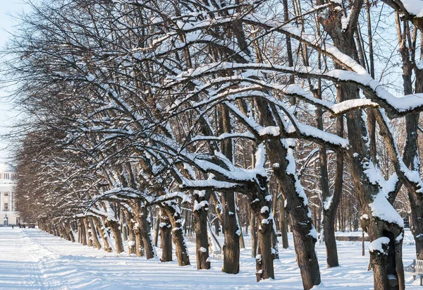 Paisaje Invernal Con Una Nevada Parque Forestal —  Fotos de Stock