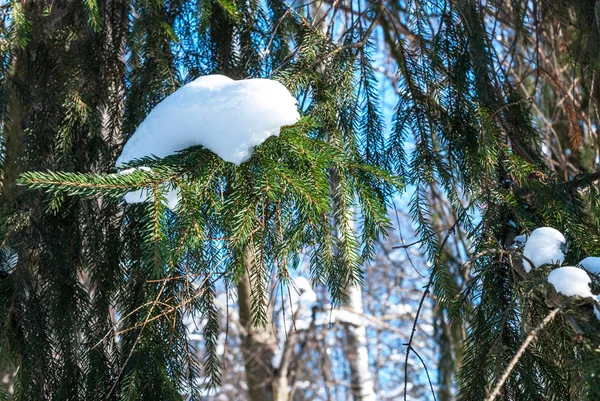 Branch of spruce tree with white snow. Winter spruce tree in the frost.