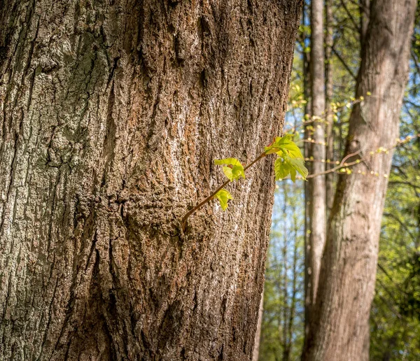 Young green sprout on a tree trunk. The trunk of the tree is covered with a thick old bark. The sprout is lit by sunlight.