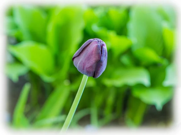 Tarjeta Felicitación Con Tulipán Violeta Sobre Fondo Borroso — Foto de Stock