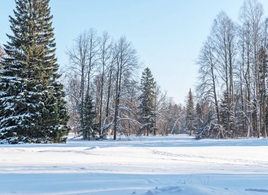 Karla kaplı ağaçta bir glade bir kar yağışı sonra