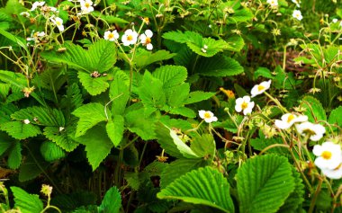 Beyaz çiçek çiçeklenme çilek yakın çekim