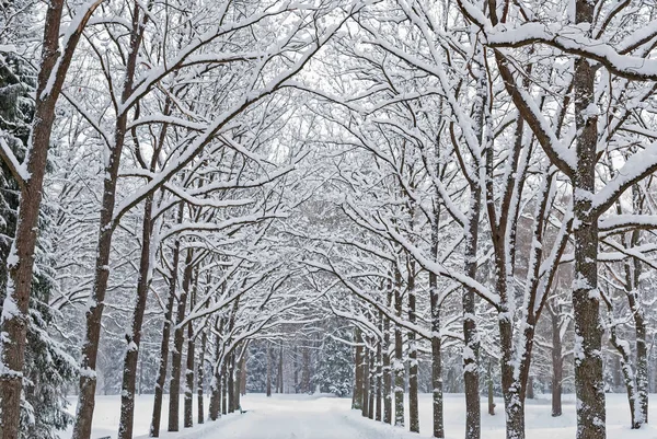 Viale Innevato Circondato Alberi Nel Parco Dopo Una Nevicata — Foto Stock