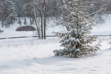 Karla kaplı ağaçlar bir kar fırtınası sırasında bir açıklıkta