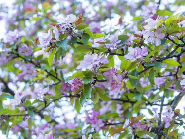 Bahçe zemin üzerine yeni gelişen bir elma ağacının dalını