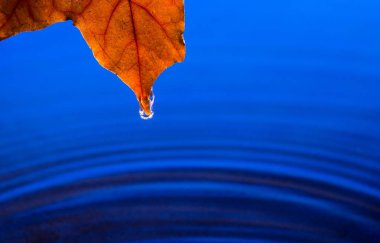 Suyun üzerinde yağmur damlası olan sarı sonbahar yaprağı