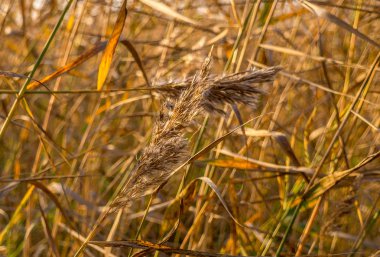 Göl kenarındaki sazlar çalılıkları