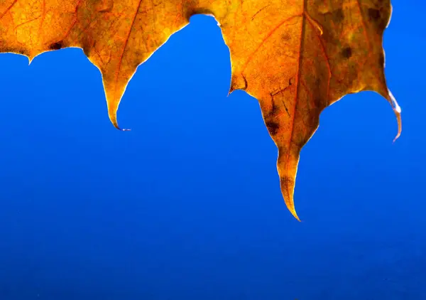 Yellow autumn leaf with a raindrop over water — Stock Photo, Image
