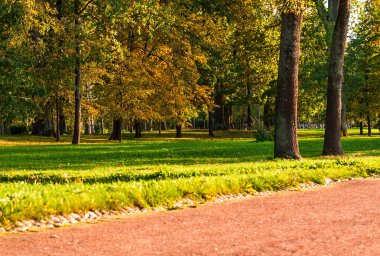 Parkta sonbahar günü. Sokak ve sarı ağaçlar
