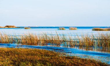 Güneşli bir günde sazlık çalıları.