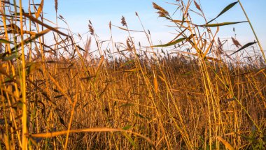 Göl kenarındaki sazlar çalılıkları