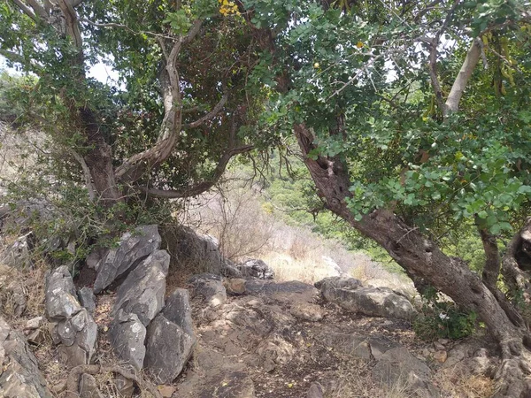 Γκόσριμ Ένα Πάρκο — Φωτογραφία Αρχείου