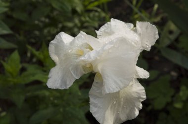 Yağmur damlalı beyaz iris çiçeği