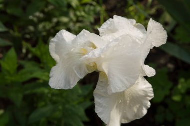 Yağmur damlalı beyaz iris çiçeği