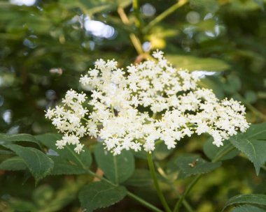 Küçük beyaz çiçekli güzel bitki