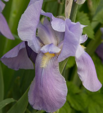 Sarı zambaklı mor iris çiçeği.