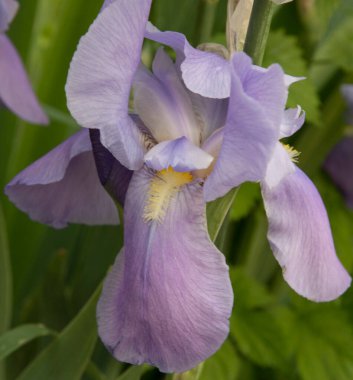 Sarı zambaklı mor iris çiçeği.