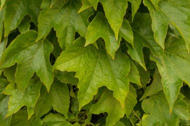 bahçe sarmaşığı duvarda asılı.