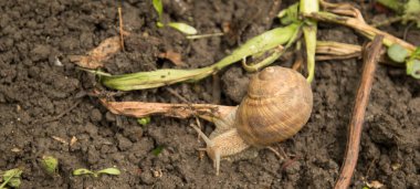 Yazın ıslak zeminde salyangoz