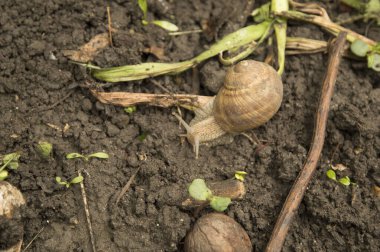 Yazın ıslak zeminde salyangoz