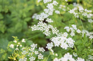 Küçük beyaz çiçekli güzel bir tarla bitkisi