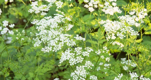 Beautiful Plant Small White Flowers — Stock Photo, Image