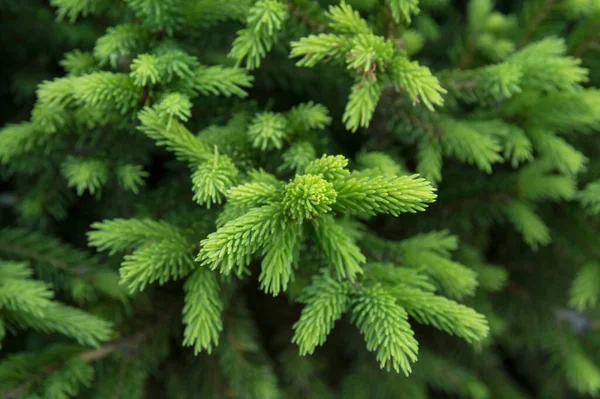 Küçük yeşil dallar iğne gibi yaprakları olan bir kozalak ağacı.