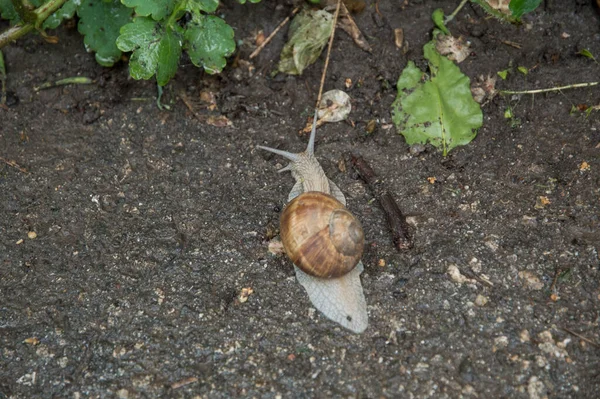 Escargot Sur Sol Humide Été — Photo