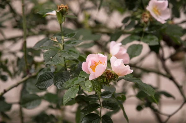 Dwa Jasnoróżowe Kwiaty Dzikiej Róży — Zdjęcie stockowe