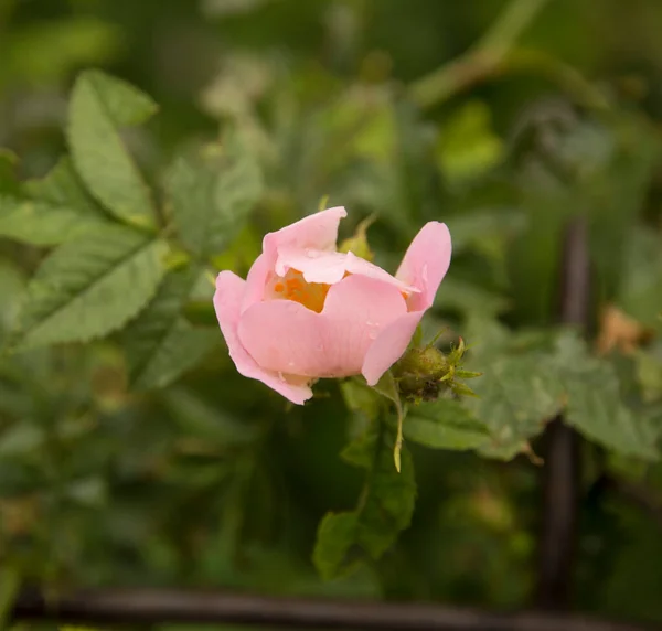 Jasnoróżowy Kolorowy Dziki Kwiat Róży — Zdjęcie stockowe