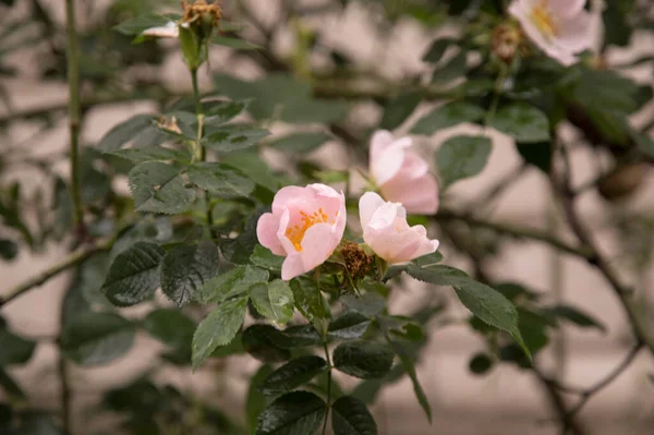 Two Light Pink Wild Rose Blossoms — Stock Photo, Image