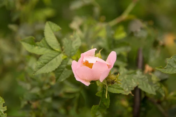 Rosa Claro Color Rosa Salvaje Flor —  Fotos de Stock