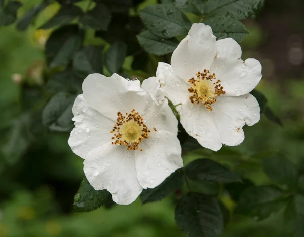 Dos Rosas Silvestres Color Blanco Florecen Bajo Lluvia —  Fotos de Stock