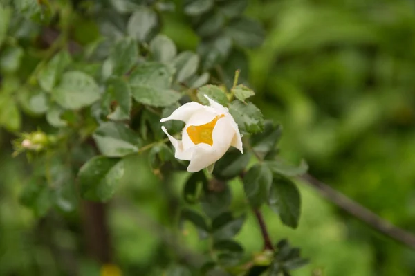 雨の下で白い野生のバラの花 — ストック写真