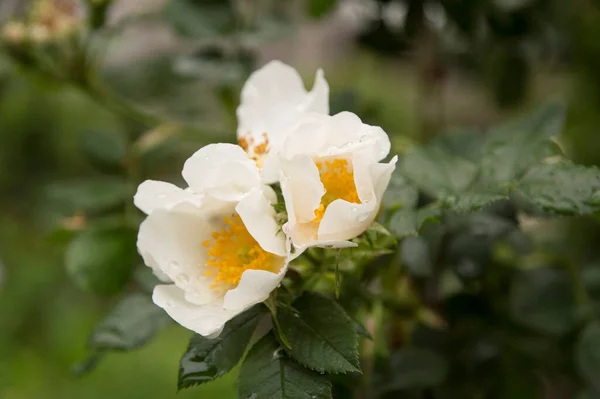 Dos Rosas Silvestres Color Blanco Florecen Bajo Lluvia —  Fotos de Stock