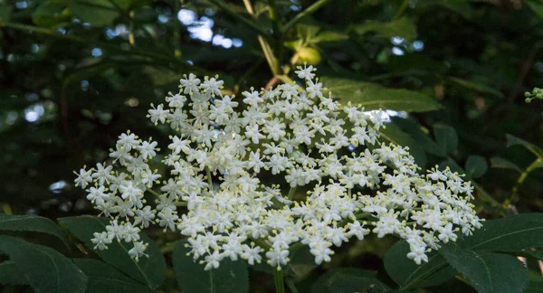 Красивые Растения Маленькими Белыми Цветами — стоковое фото