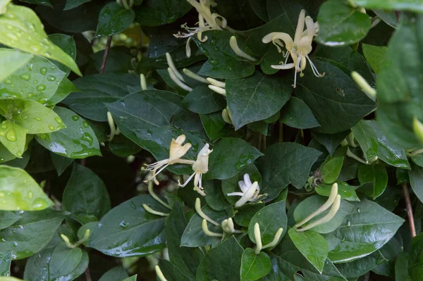 Beyaz çiçekli Avrupa hanımeli dalıName 