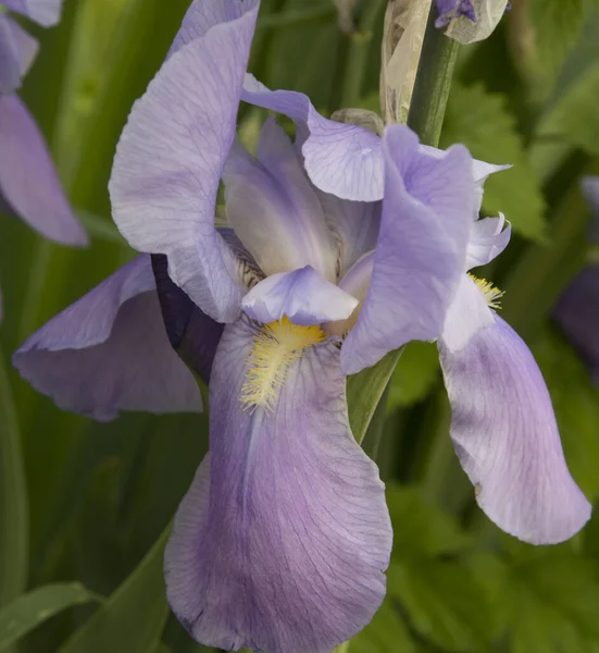 Purple Iris Blossom Yellow Stamen — Stock Photo, Image